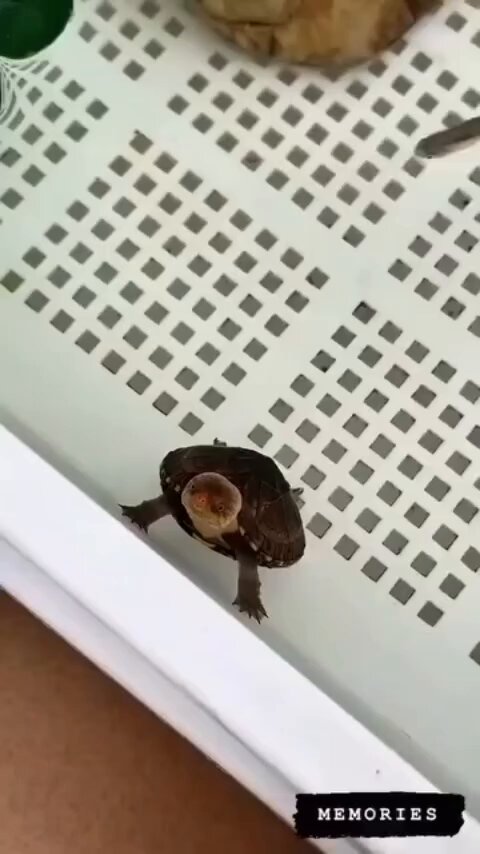 post_video_thumb