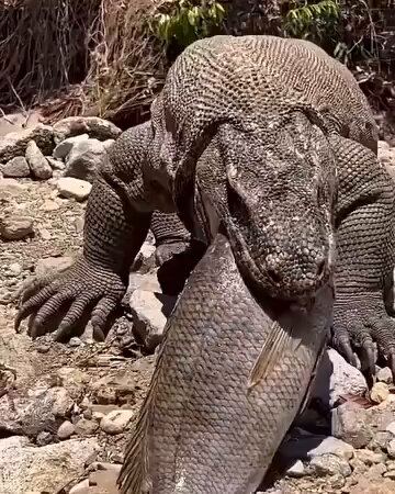 post_video_thumb