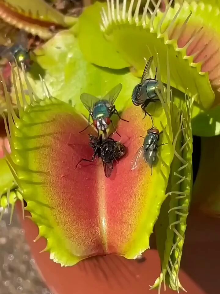 post_video_thumb